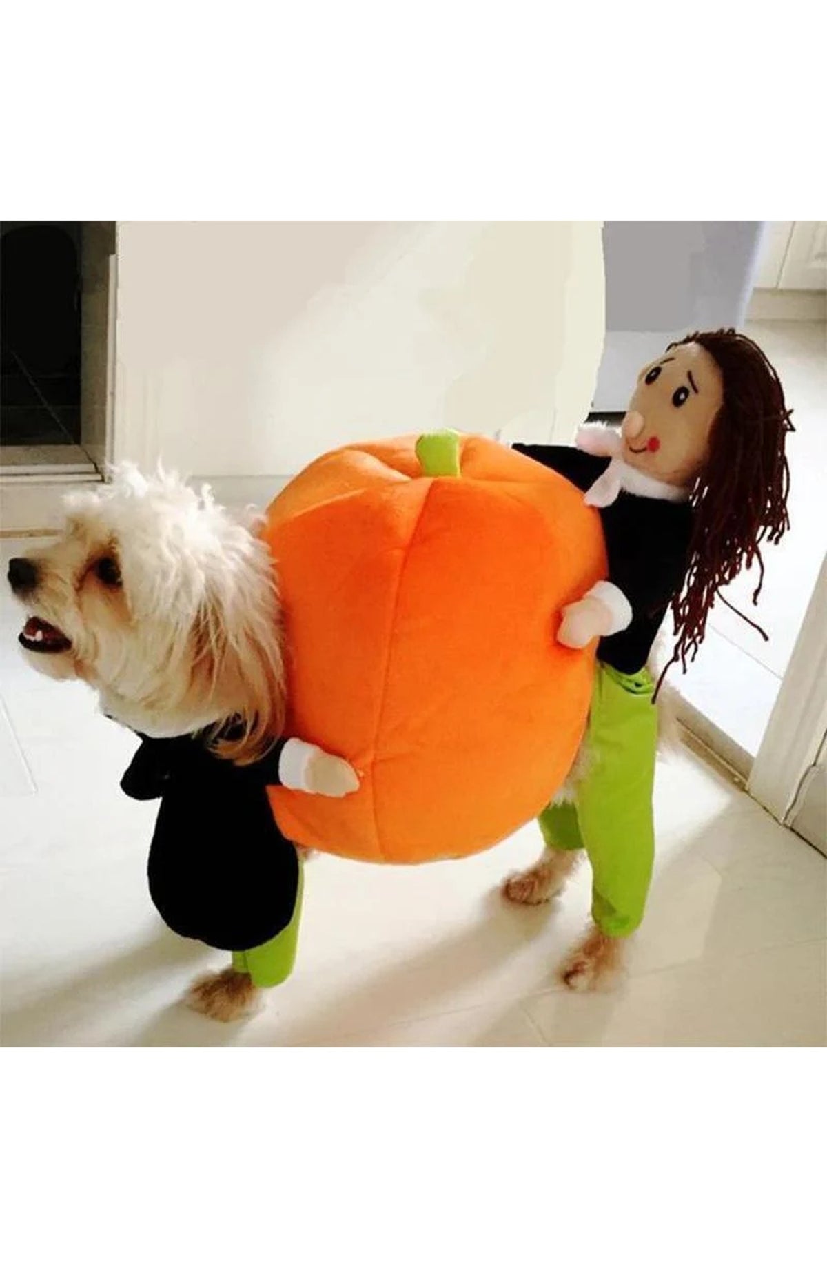 Funny Pet Costumes