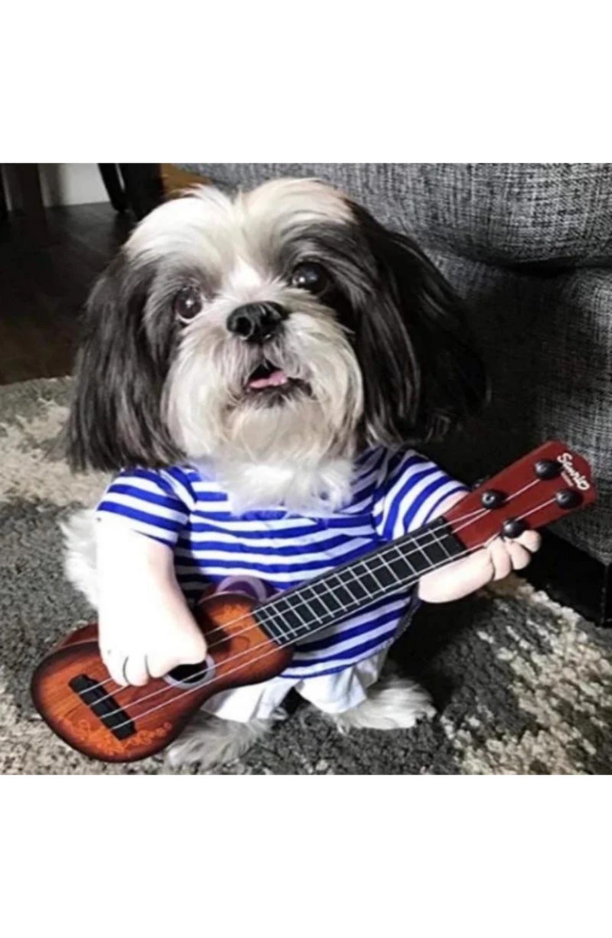 Funny Pet Costumes