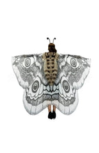 Moth Wing Chiffon Cape