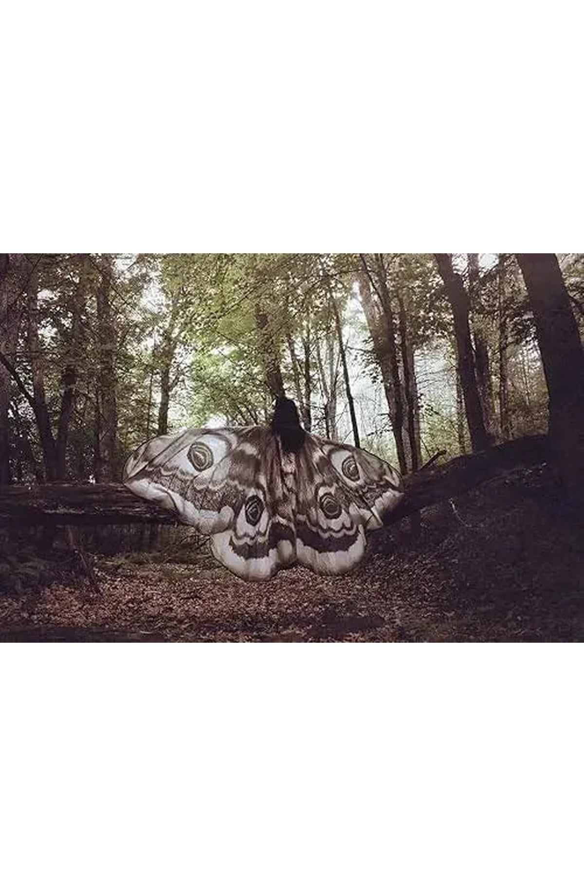 Moth Wing Chiffon Cape