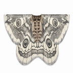 Moth Wing Chiffon Cape